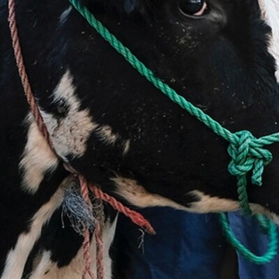 Africa Asia Dairy Genetics Gains (AADGG) (2022-2025)